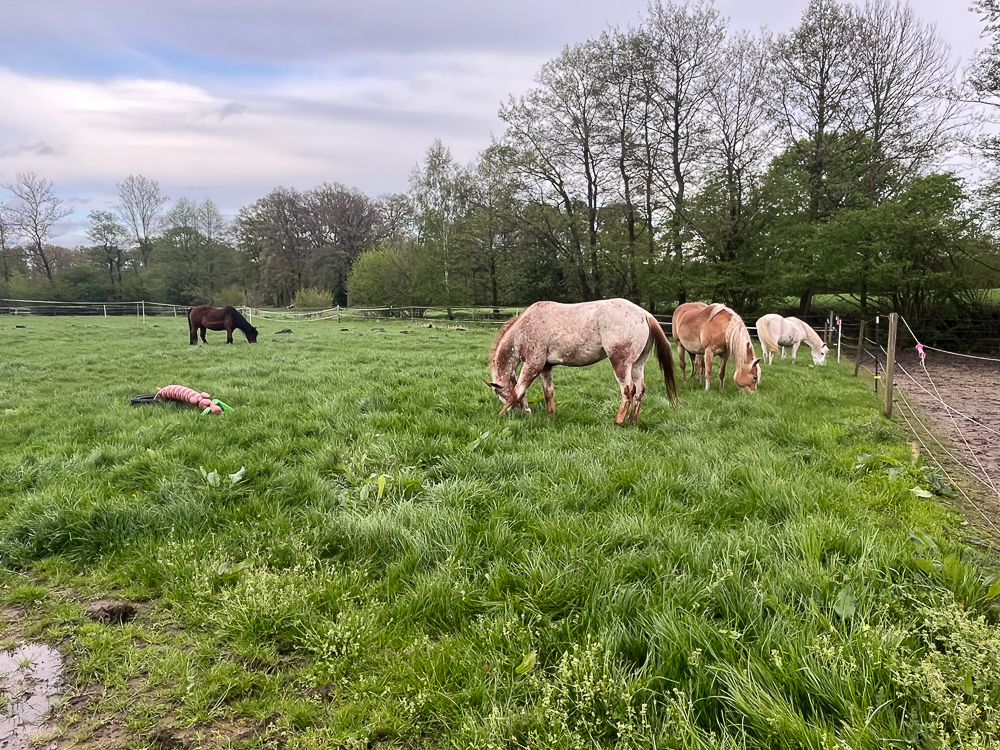 Ponys auf der Wiese