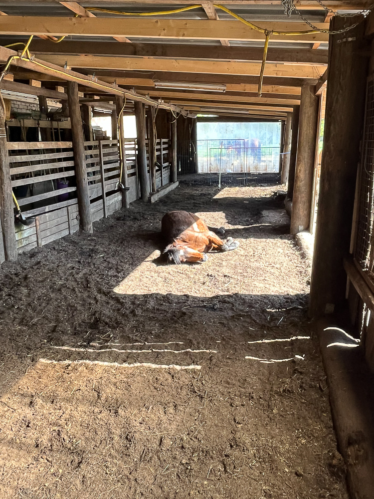 Pferd schläft im Stall
