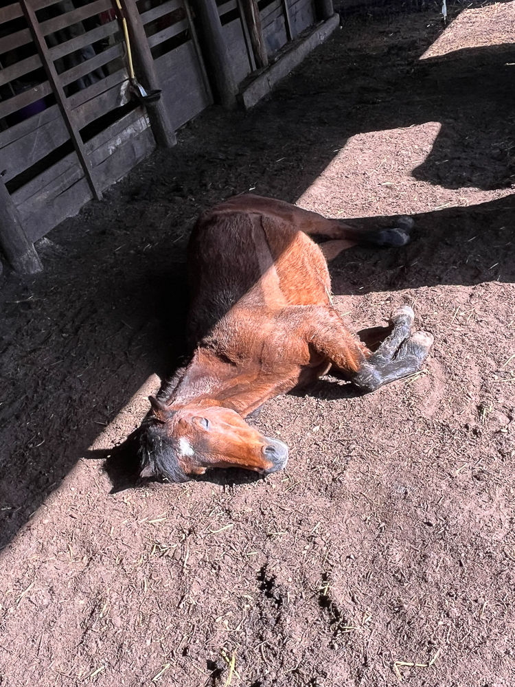 Pferd schläft im Stall