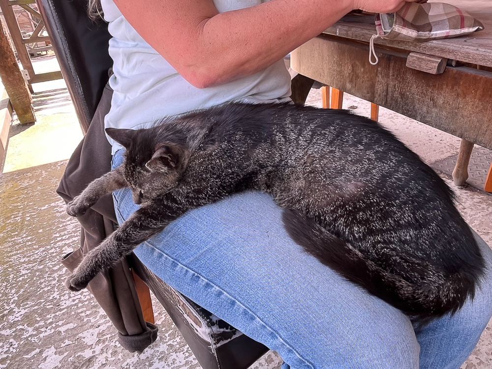 Stallkatze sitzt auf dem Schoß